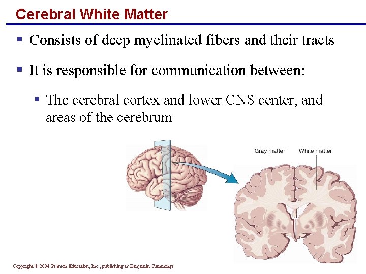 Cerebral White Matter § Consists of deep myelinated fibers and their tracts § It