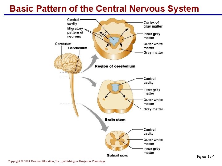 Basic Pattern of the Central Nervous System Figure 12. 4 Copyright © 2004 Pearson