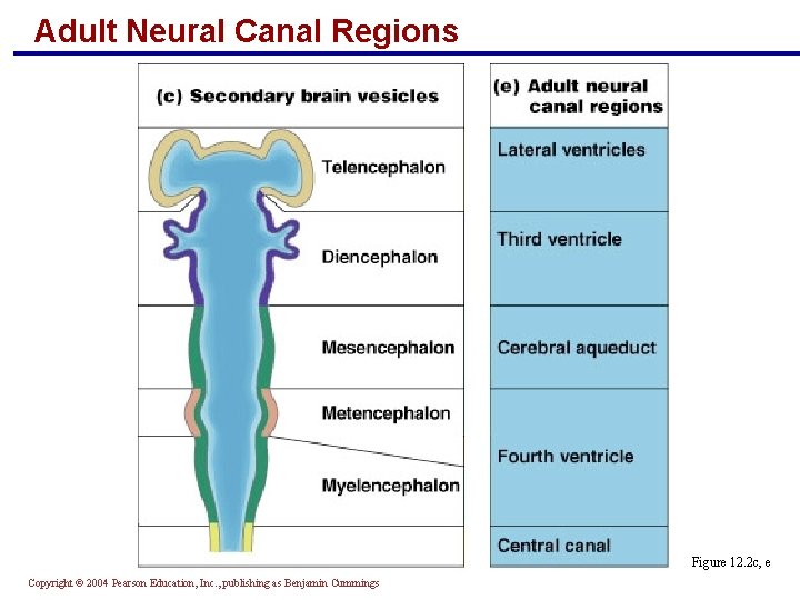 Adult Neural Canal Regions Figure 12. 2 c, e Copyright © 2004 Pearson Education,