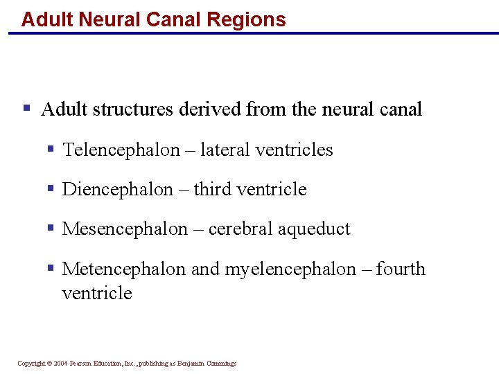 Adult Neural Canal Regions § Adult structures derived from the neural canal § Telencephalon