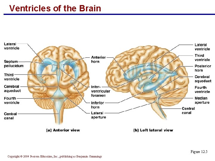 Ventricles of the Brain Figure 12. 5 Copyright © 2004 Pearson Education, Inc. ,