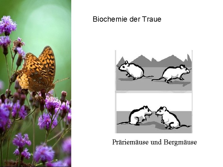 Biochemie der Traue Präriemäuse und Bergmäuse 