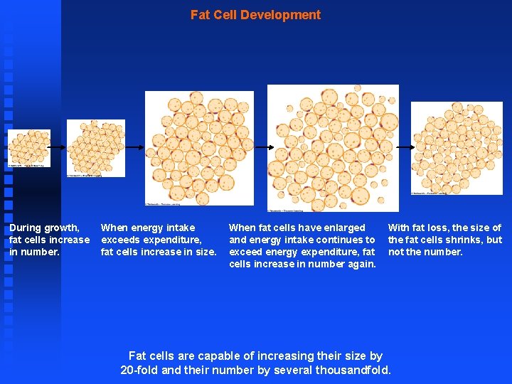 Fat Cell Development During growth, fat cells increase in number. When energy intake exceeds