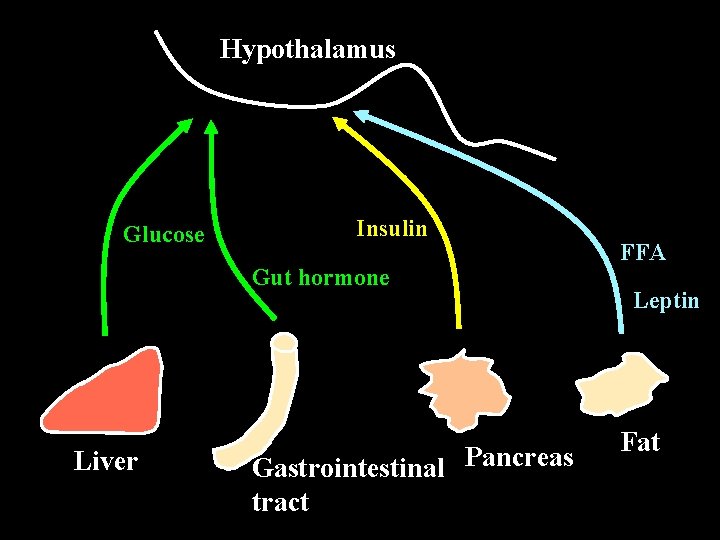 Hypothalamus Glucose Insulin Gut hormone Liver Gastrointestinal Pancreas tract FFA Leptin Fat 