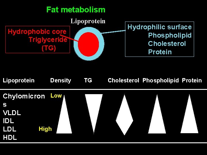 Fat metabolism Lipoprotein Hydrophobic core Triglyceride (TG) Lipoprotein Density Chylomicron Low s VLDL IDL