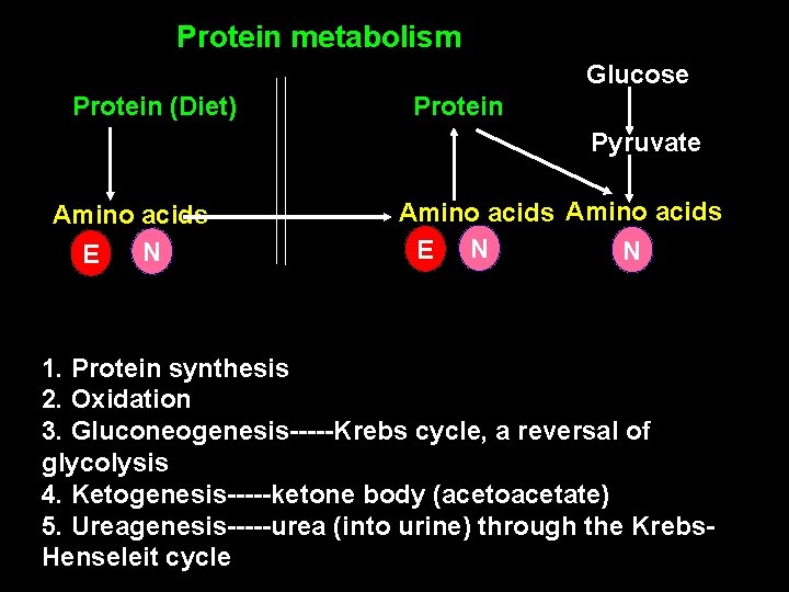 Protein metabolism Glucose Protein (Diet) Protein Pyruvate Amino acids N E Amino acids E