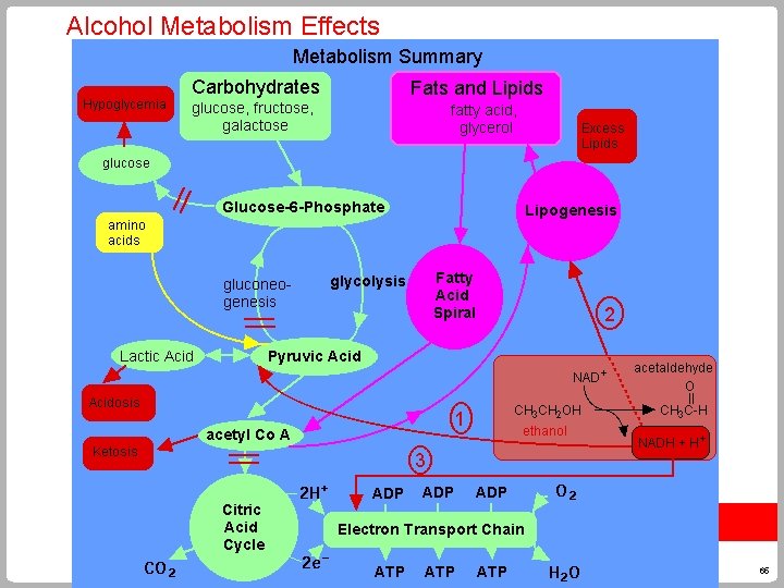 Alcohol Metabolism Effects 65 