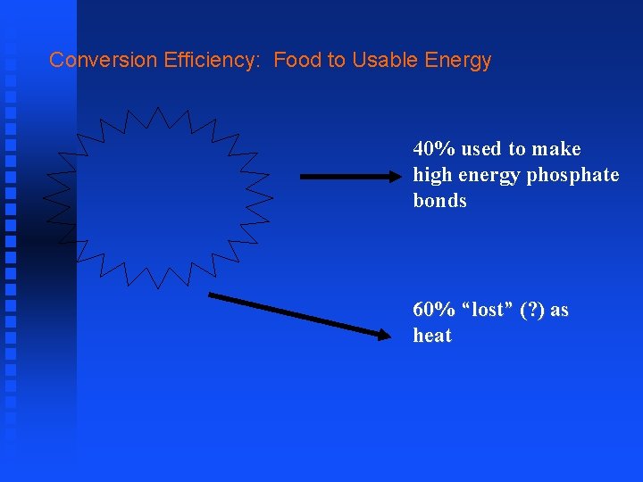 Conversion Efficiency: Food to Usable Energy 40% used to make high energy phosphate bonds