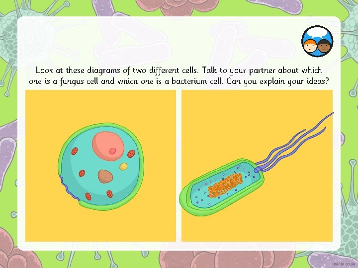 Look at these diagrams of two different cells. Talk to your partner about which