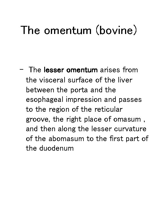 The omentum (bovine) – The lesser omentum arises from the visceral surface of the