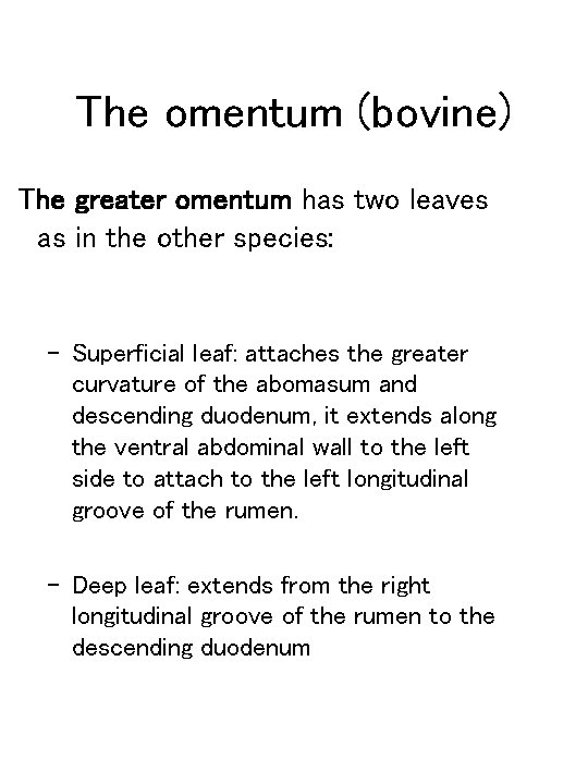 The omentum (bovine) The greater omentum has two leaves as in the other species: