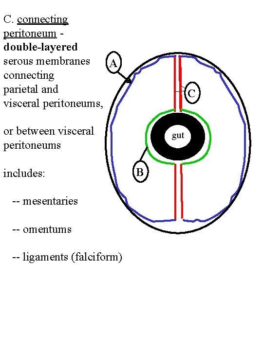 C. connecting peritoneum double-layered serous membranes A connecting parietal and visceral peritoneums, C or