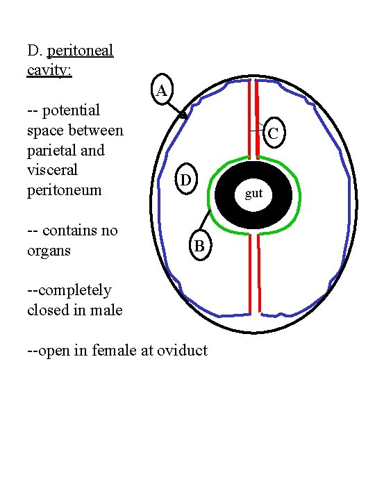 D. peritoneal cavity: A -- potential space between parietal and visceral peritoneum -- contains
