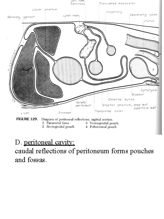 D. peritoneal cavity: caudal reflections of peritoneum forms pouches and fossas. 