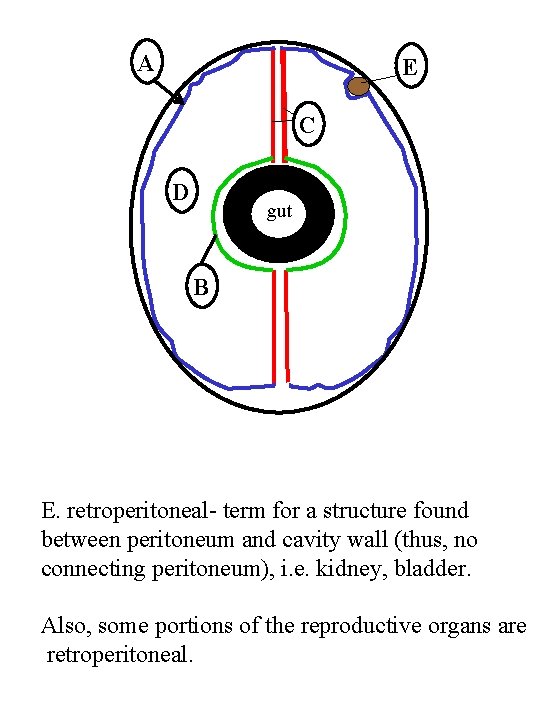 A E C D gut B E. retroperitoneal- term for a structure found between