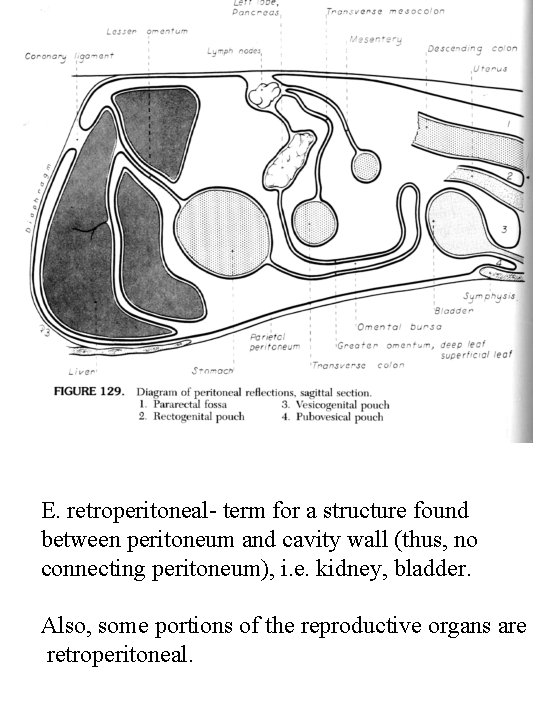 E. retroperitoneal- term for a structure found between peritoneum and cavity wall (thus, no