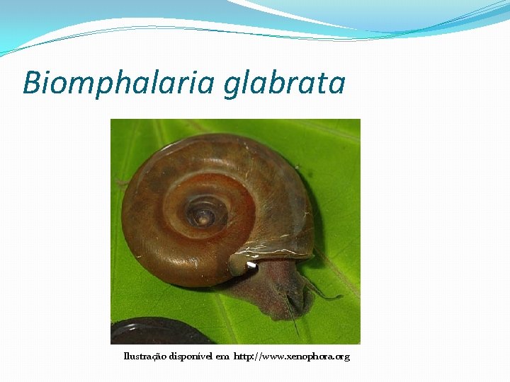 Biomphalaria glabrata Ilustração disponível em http: //www. xenophora. org 