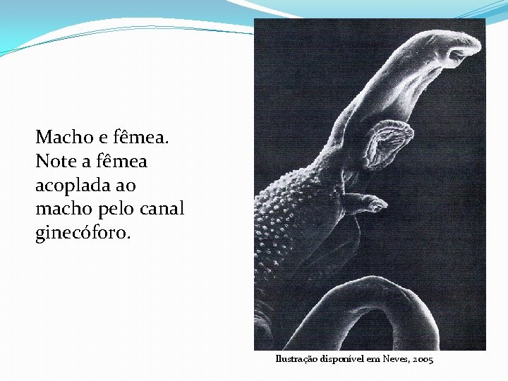 Macho e fêmea. Note a fêmea acoplada ao macho pelo canal ginecóforo. Ilustração disponível