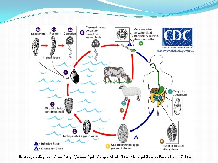 Ilustração disponível em http: //www. dpd. cdc. gov/dpdx/html/Image. Library/Fascioliasis_il. htm 