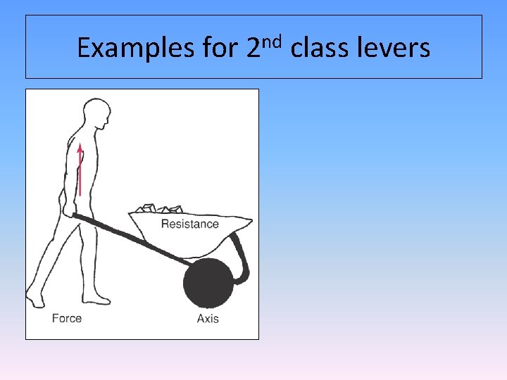 Examples for 2 nd class levers 