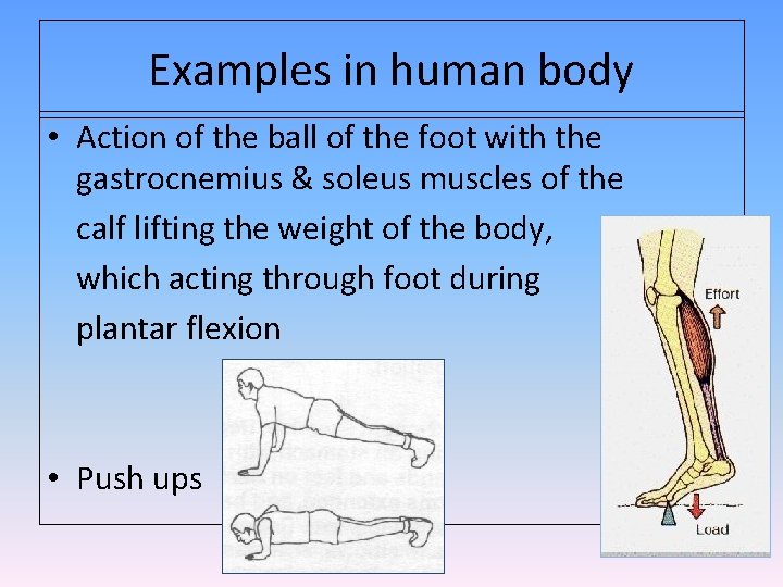 Examples in human body • Action of the ball of the foot with the