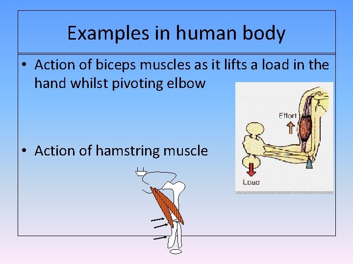 Examples in human body • Action of biceps muscles as it lifts a load