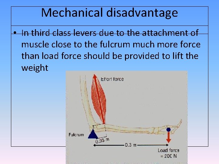 Mechanical disadvantage • In third class levers due to the attachment of muscle close