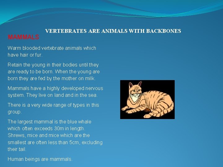  MAMMALS VERTEBRATES ARE ANIMALS WITH BACKBONES Warm blooded vertebrate animals which have hair