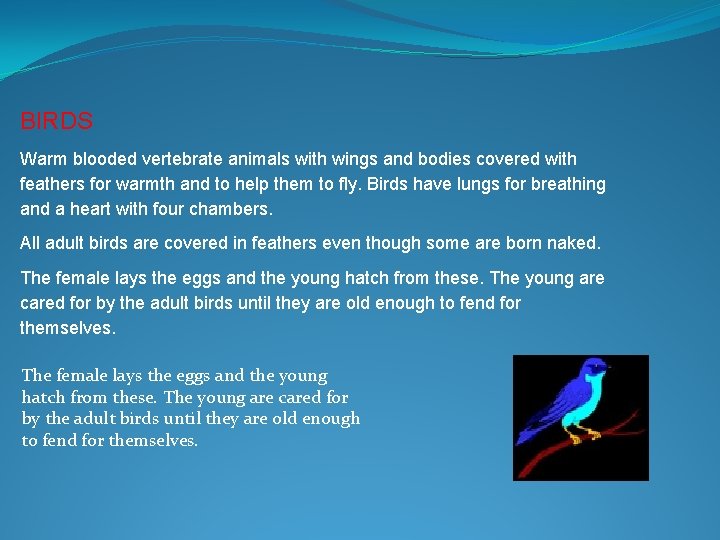  BIRDS Warm blooded vertebrate animals with wings and bodies covered with feathers for