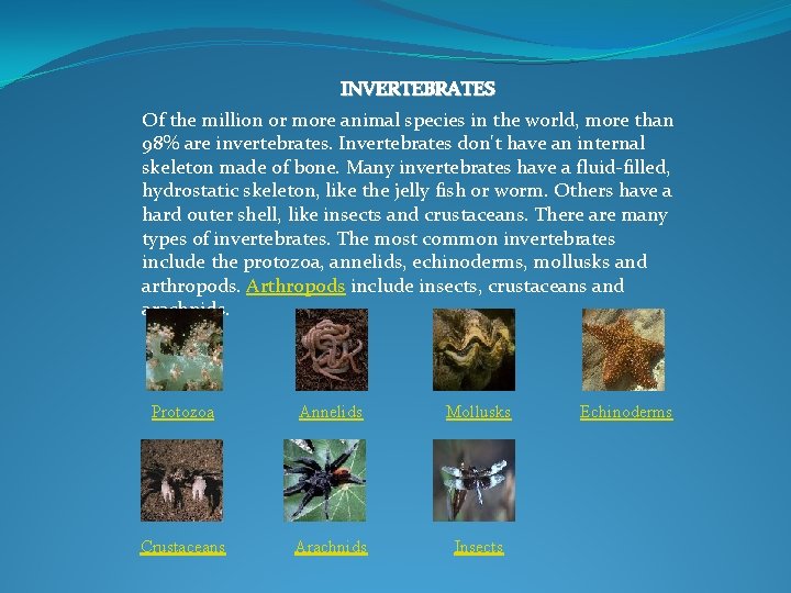 INVERTEBRATES Of the million or more animal species in the world, more than 98%