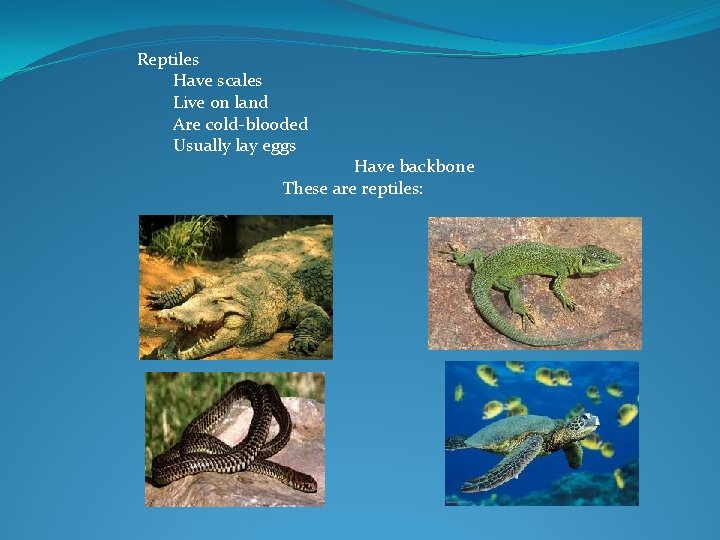 Reptiles Have scales Live on land Are cold-blooded Usually lay eggs Have backbone These