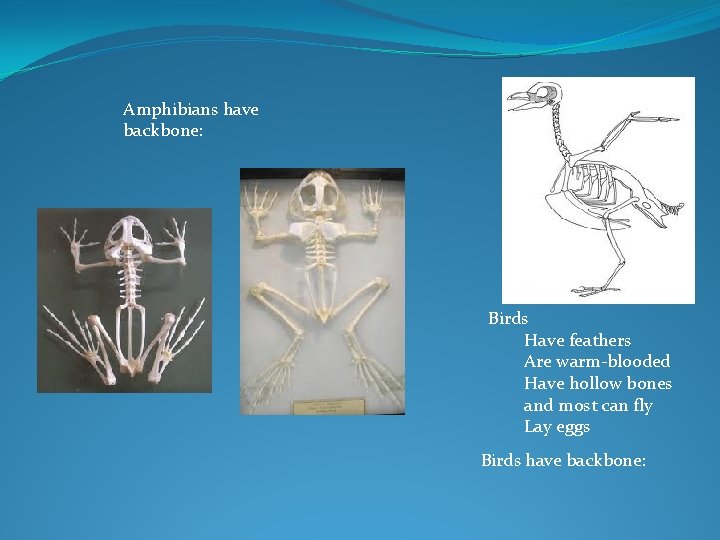 Amphibians have backbone: Birds Have feathers Are warm-blooded Have hollow bones and most can