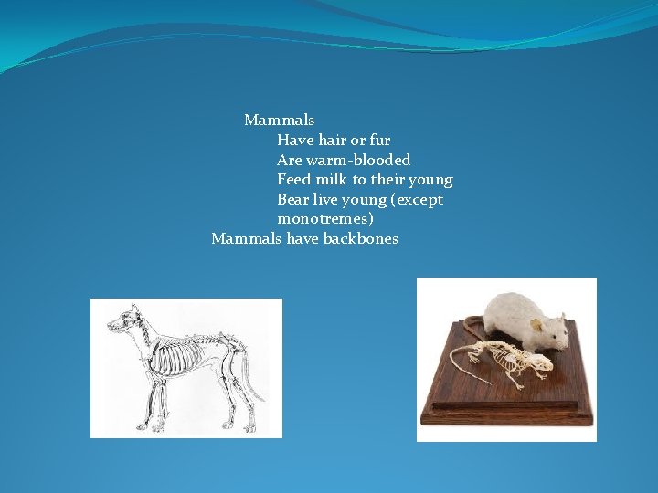 Mammals Have hair or fur Are warm-blooded Feed milk to their young Bear live