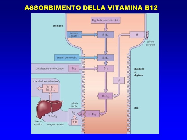 ASSORBIMENTO DELLA VITAMINA B 12 