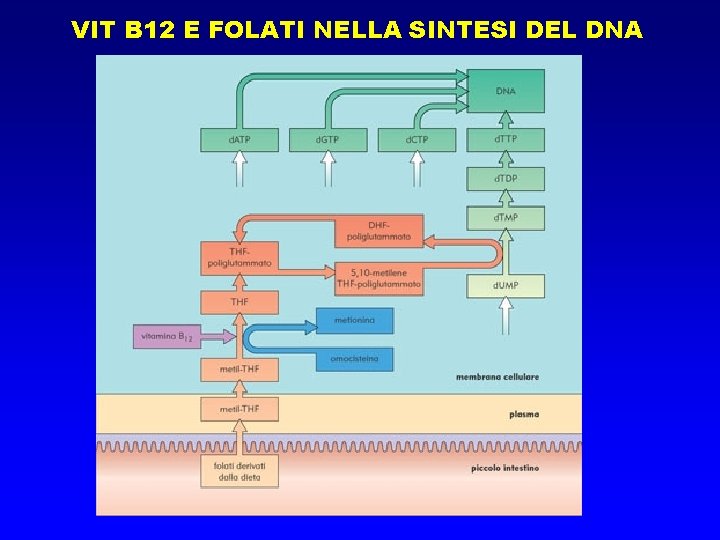 VIT B 12 E FOLATI NELLA SINTESI DEL DNA 