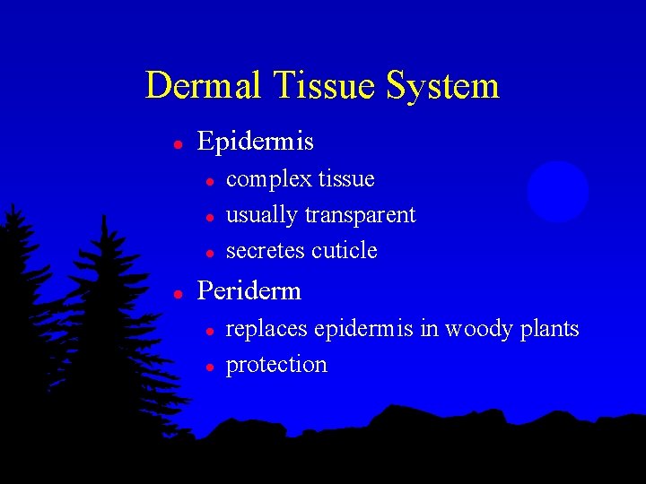 Dermal Tissue System l Epidermis l l complex tissue usually transparent secretes cuticle Periderm