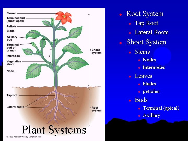 l Root System l l l Tap Root Lateral Roots Shoot System l Stems