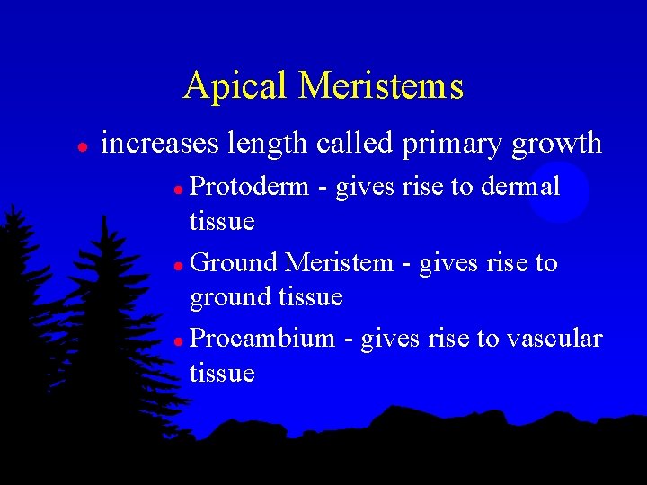 Apical Meristems l increases length called primary growth Protoderm - gives rise to dermal