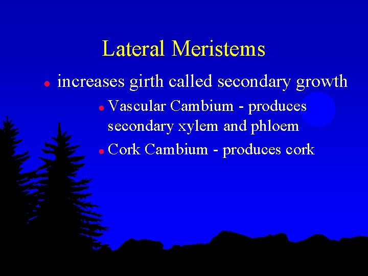 Lateral Meristems l increases girth called secondary growth Vascular Cambium - produces secondary xylem