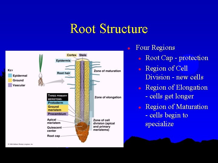 Root Structure l Four Regions l Root Cap - protection l Region of Cell