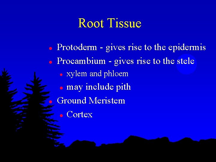 Root Tissue l l Protoderm - gives rise to the epidermis Procambium - gives