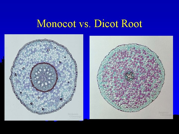 Monocot vs. Dicot Root 