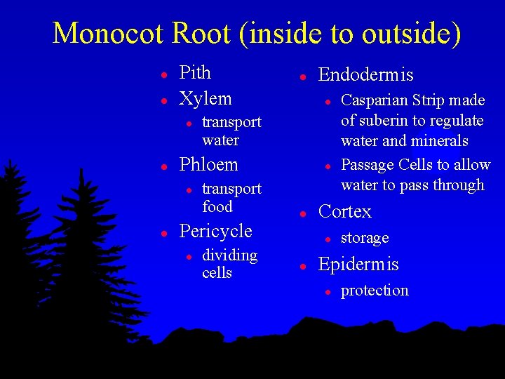 Monocot Root (inside to outside) l l Pith Xylem l l transport water transport