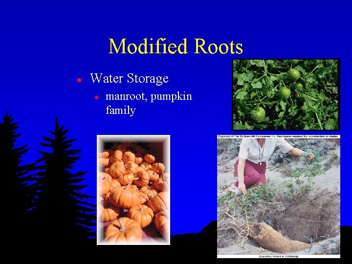 Modified Roots l Water Storage l manroot, pumpkin family 