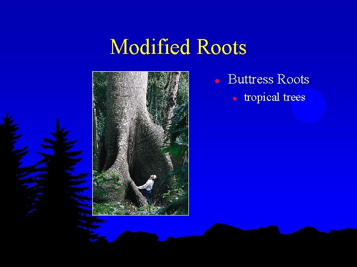 Modified Roots l Buttress Roots l tropical trees 