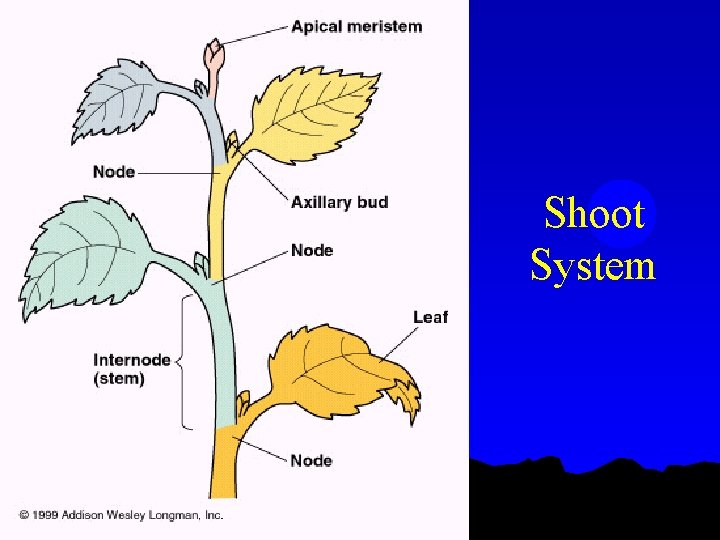 Shoot System 