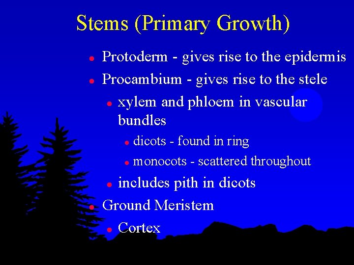 Stems (Primary Growth) l l Protoderm - gives rise to the epidermis Procambium -