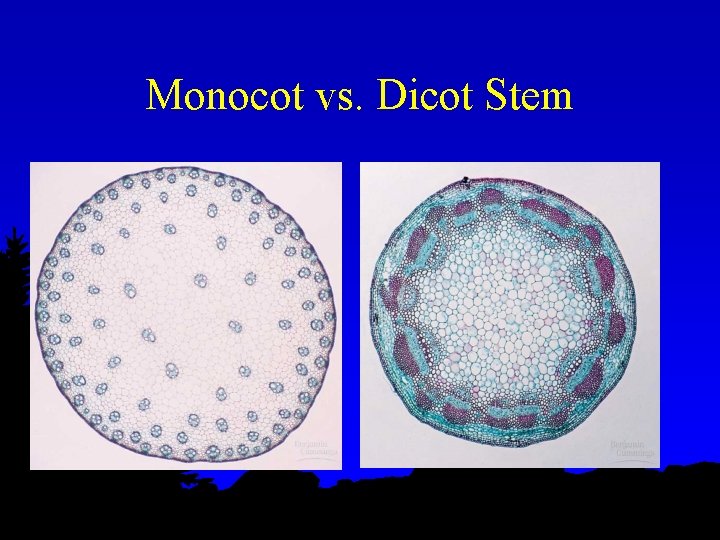 Monocot vs. Dicot Stem 