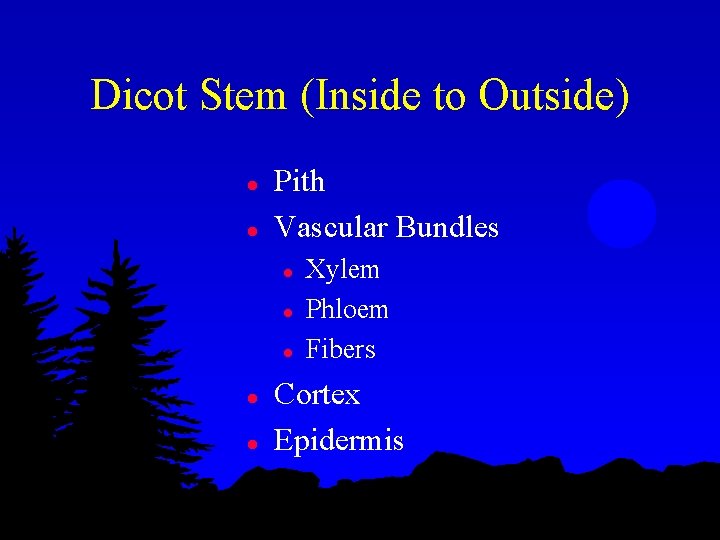 Dicot Stem (Inside to Outside) l l Pith Vascular Bundles l l l Xylem