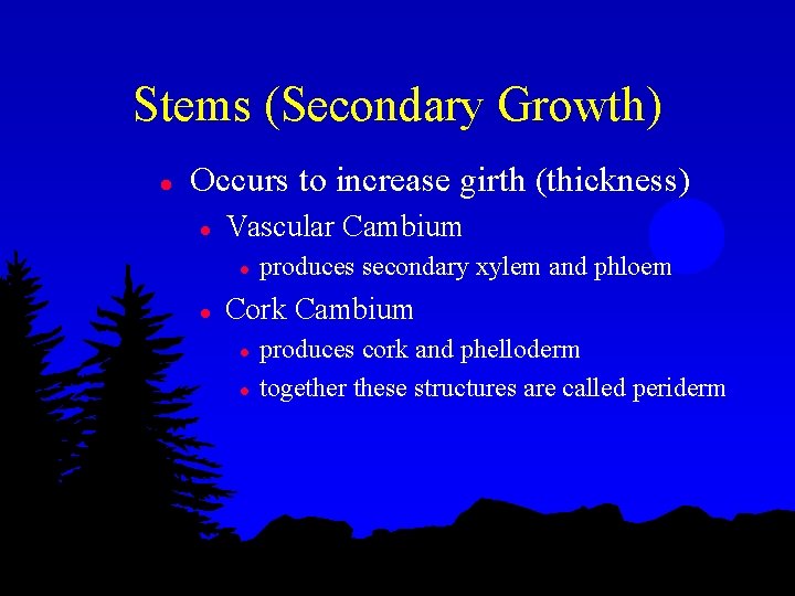 Stems (Secondary Growth) l Occurs to increase girth (thickness) l Vascular Cambium l l